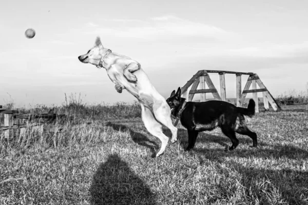 dogs play, ball, black German shepherd, white Swiss shepherd, Yin Yang, dogs on the move