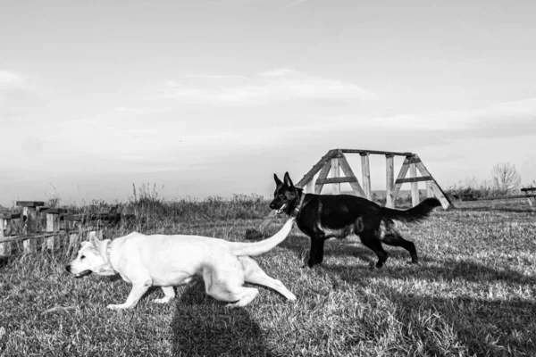 dogs play, ball, black German shepherd, white Swiss shepherd, Yin Yang, dogs on the move