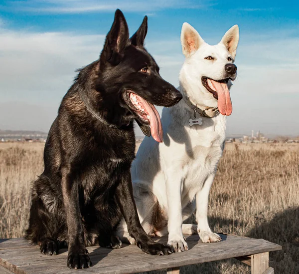Arkadaşlık Siyah Alman Çoban Köpekleri Beyaz Sviçreli Çoban Köpekleri Telifsiz Stok Imajlar