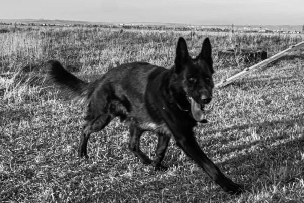 Safkan Erkek Siyah Alman Çoban Köpeği — Stok fotoğraf