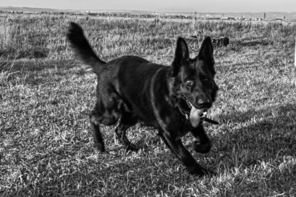 thoroughbred male black German shepherd