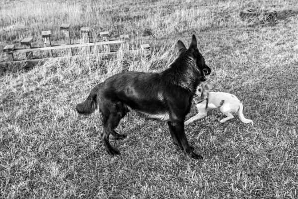 Psy Grać Piłka Czarny Owczarek Niemiecki Biały Owczarek Szwajcarski Yin — Zdjęcie stockowe