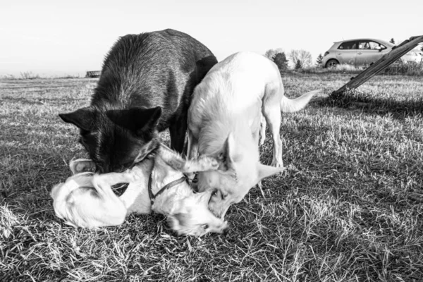 Psy Grać Piłka Czarny Owczarek Niemiecki Biały Owczarek Szwajcarski Yin — Zdjęcie stockowe