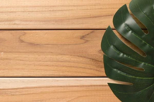 Swiss cheese plant on wooden surface