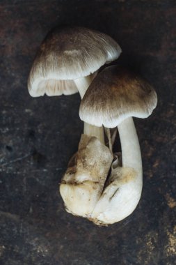 Rustik arka plan üzerinde mantar