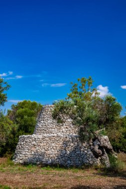 Salento, İtalya, Puglia 'nın eski zeytin ağaçları