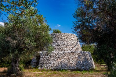Salento, İtalya, Puglia 'nın eski zeytin ağaçları