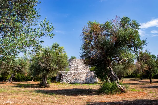 Starożytne Drzewa Oliwne Salento Włochy Puglia — Zdjęcie stockowe