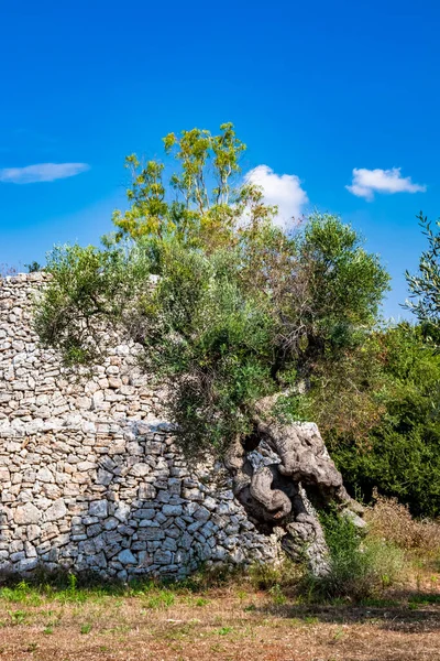 Ősi Olajfák Salento Olaszország Puglia — Stock Fotó