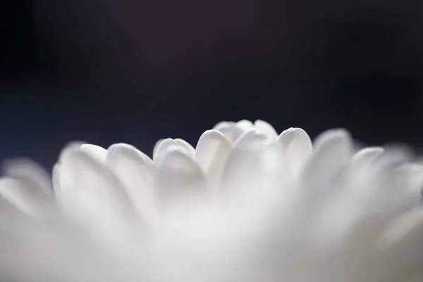 Макрофотография Белого Цветка Хризантемы Белые Лепестки Цветка Контрастируют Темным Фоном — стоковое фото