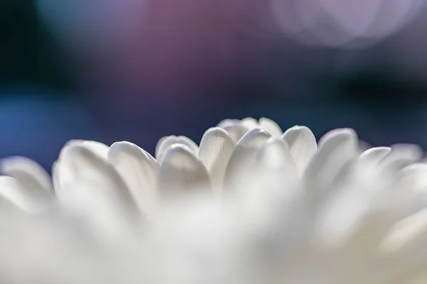 Fotografía Macro Una Flor Crisón Blanco Los Pétalos Blancos Flor —  Fotos de Stock