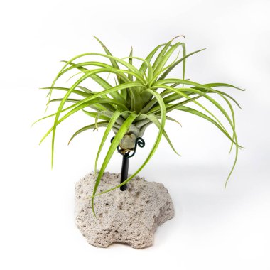 Beyaz bir arka planda izole edilmiş bir Tillandsia. Bromeliaceae ailesine aitti. 