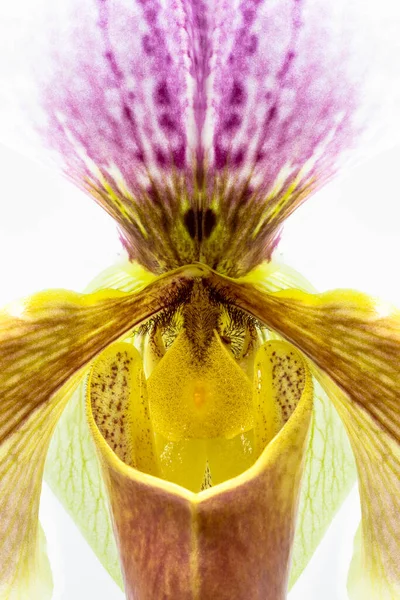 Paphiopedilum Orkidesinin Güzel Çiçeği Genellikle Venüs Terliği Olarak Bilinir Beyaz — Stok fotoğraf