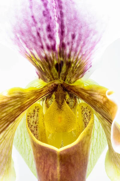 Прекрасный Цветок Орхидеи Paphiopedilum Часто Называемый Тапочкой Венеры Макрофотография Цветка — стоковое фото