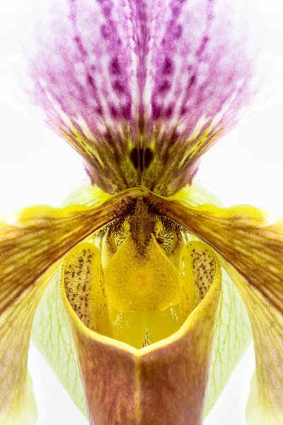 Hermosa Flor Orquídea Paphiopedilum Menudo Llamada Zapatilla Venus Fotografía Macro —  Fotos de Stock