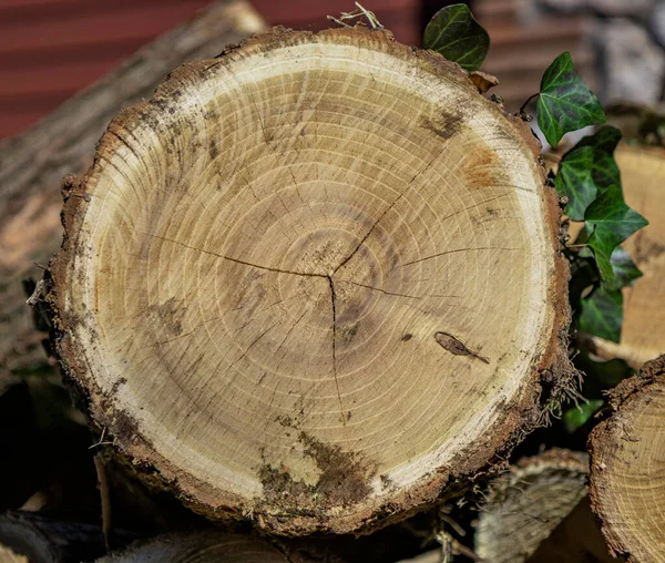 Log of a cut circular trunk, where the tree annual growth rings can be seen. Untidy stack of firewood. Ivy leaves attached to the bark of the tree. — Stock Image Log Cut Circular Trunk Tree Annual Growth Rings Can Seen Stock Photo