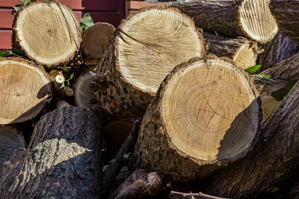 Log of a cut circular trunk, where the tree annual growth rings can be seen. Untidy stack of firewood. Ivy leaves attached to the bark of the tree. — Stock Image Log Cut Circular Trunk Tree Annual Growth Rings Can Seen Royalty Free Stock Images