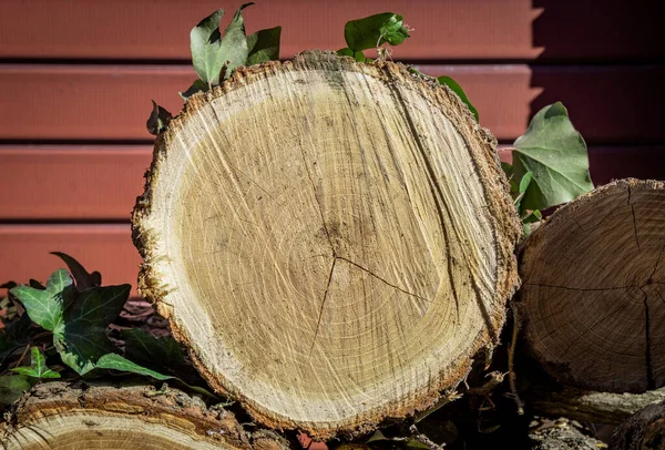 Log of a cut circular trunk, where the tree annual growth rings can be seen. Untidy stack of firewood. Ivy leaves attached to the bark of the tree. — Stock Image Log Cut Circular Trunk Tree Annual Growth Rings Can Seen Stock Photo