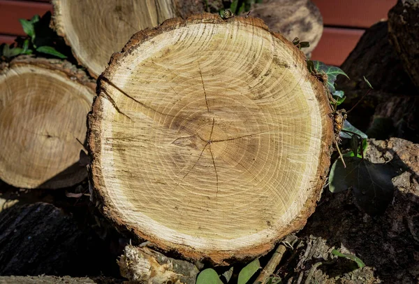 Log of a cut circular trunk, where the tree annual growth rings can be seen. Untidy stack of firewood. Ivy leaves attached to the bark of the tree. — Stock Image Log Cut Circular Trunk Tree Annual Growth Rings Can Seen Stock Photo