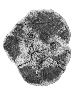 Bagaj kesiği beyaza izole edilmiş. Ağaç kötü hava ve rüzgardan zarar gördü ve yere düştü. Çatlak, küf ve mantarlı çürük odun. Çemberli ve yüzüklü bir gövde parçası..