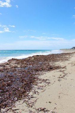 Kışın ıssız deniz, dalgalı denizler, sahilde yosun ve kumsalda enkaz..