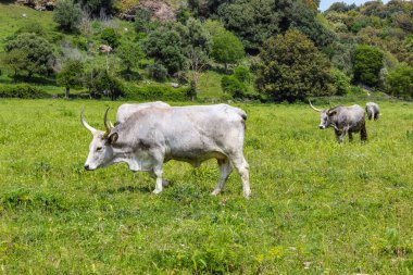 İtalya 'nın Lazio eyaletinin Viterbo ilindeki Vulci doğal ve arkeoloji parkı. Eski bir Etrüsk şehrinin kalıntıları ve küçük bir göl..