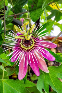 Passiflora 'nın güzel ve karakteristik mor çiçeği. Tırmanan tropikal bir bitki. Açık çiçeğin Macro fotoğrafı. Tutku meyvesi.