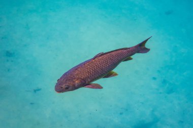 Mavi suyla gölde bir sazan yüzer. Teraziler açıkça görülüyor..