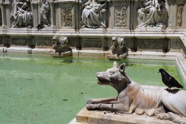 İtalya 'nın ortaçağ şehri Siena, Toskana' ya bir göz atalım. UNESCO mirası. Şehrin ana meydanı Piazza del Campo 'daki Fonte Gaia. Kurtları temsil eden heykellerdeki güvercinler..
