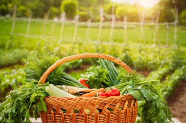 Sebze sepeti. Organik sebze ile dolu sepet.