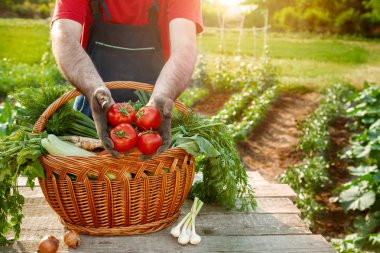Domates çiftçi elinde. Çiftçi aldı tutarak taze domates.