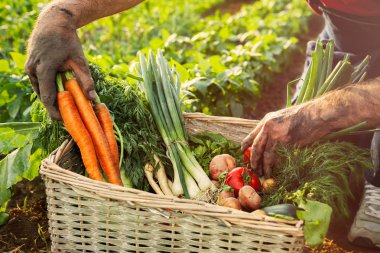 Sandık sebze dolu. Sebze sandığa koyarak adam.