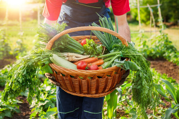 Mixed organic vegetable in wicker basket.Farmer holding basket with vegetables.
