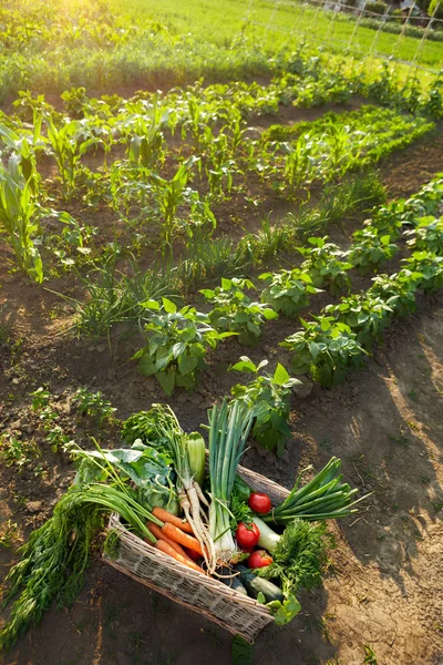 Keranjang Dengan Sayuran Kebun Tampilan Atas Pada Keranjang Sayuran — Stok Foto