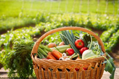 Hasır sepet masanın üzerine taze çekilmiş sebze