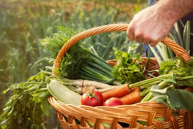 Taze organik sebze sepeti taşıyan çiftçi