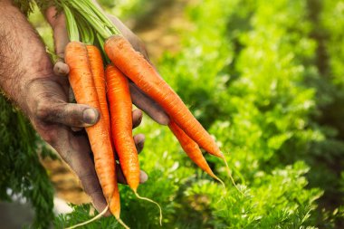 Bahçıvan ellerini, havuç toplama alanında taze havuç