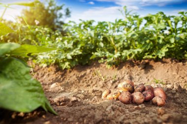 Çiğ patates bahçe yerde yatan