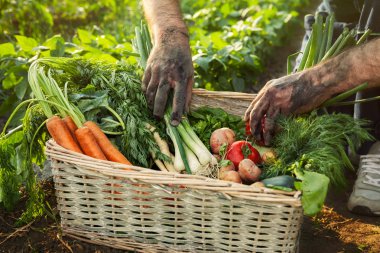 Adamı Seç sebze bir hasır sepet 