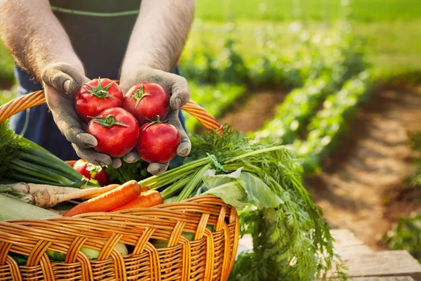 Tomat Segar Tangan Tukang Kebun Atas Keranjang Wicker — Stok Foto