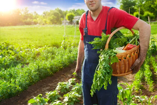 Agricultor Com Legumes Cesto Agricultor Segurando Cesta Com Legumes Frescos — Fotografia de Stock