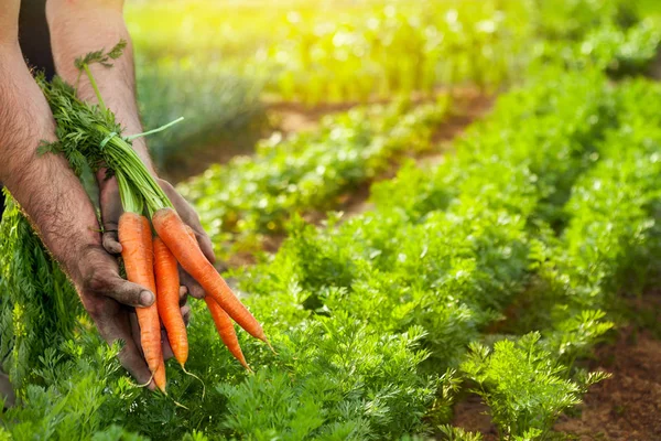 Havuç hasat. Bahçedeki çiftçi elinde taze havuç.