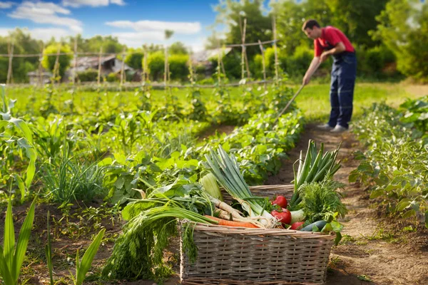 バック グラウンドで 庭園の庭師に枝編み細工品バスケットで新鮮な野菜 — ストック写真