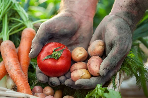 Bonde Händer Med Tomat Och Potatis Plockade Från Trädgården — Stockfoto