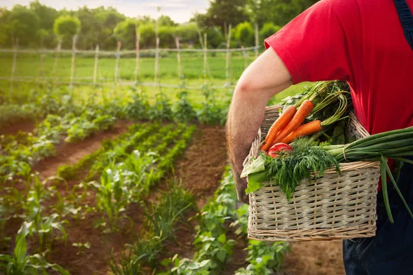 Człowiek Posiadający Kosz Pełen Świeżych Organicznych Warzyw — Zdjęcie stockowe