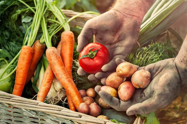 Patata Tomate Manos Granjeros Sucios — Foto de Stock