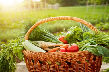 Taze organik sebze bahçesinde hasır sepet