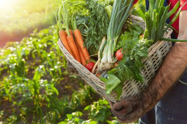 Çiftçi holding sepet organik sebze ile dolu