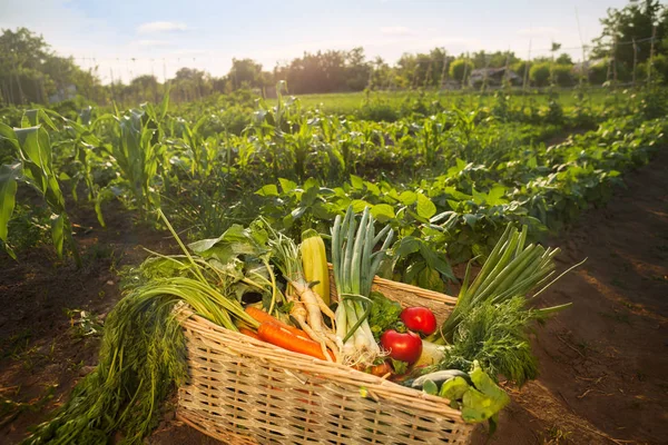 Campuran Sayuran Organik Dalam Tumpukan Wicker Kebun — Stok Foto