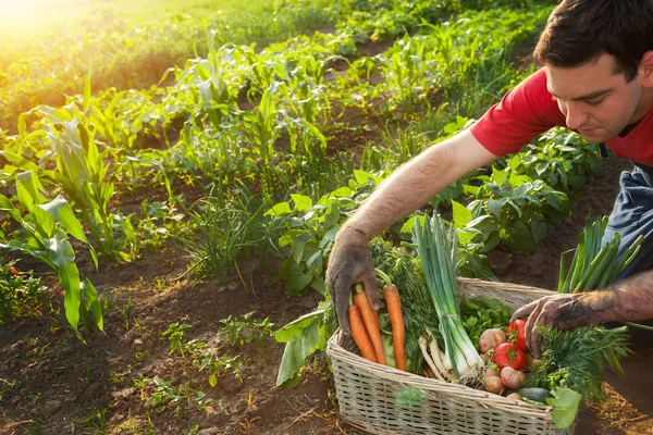 Petani Menyortir Berbagai Sayuran Dalam Keranjang Wicker Kebun — Stok Foto